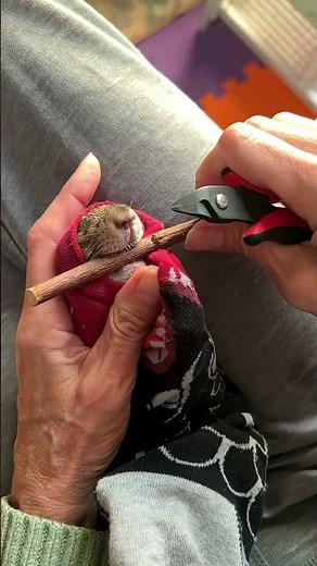 Tooth Trim is Necessary with No Top Teeth (READ DESCRIPTION) #odontomasurgery