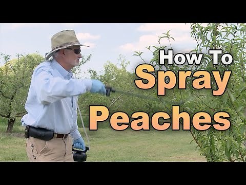 Protect Your Peaches! - How to Spray a Peach Tree