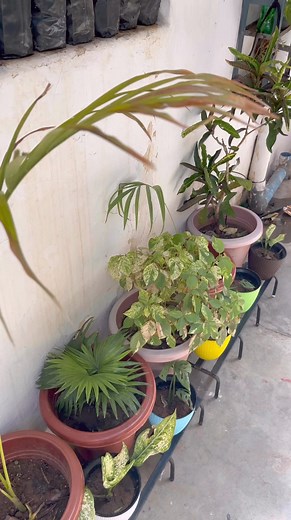 36K views · 342 reactions | Types of plant stands | Plant it out | Facebook
