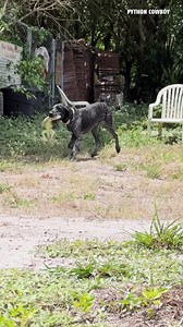 2.7M views · 60K reactions | What a catch by the legend himself | Python Cowboy Hunts | Facebook