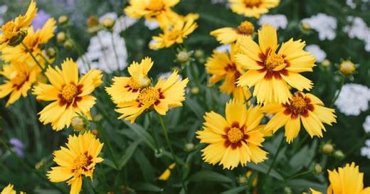 Coréopsis : plantation, entretien, taille