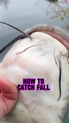 How To Catch Catfish In The FALL!! 🎣 #shorts #fishing #catfish