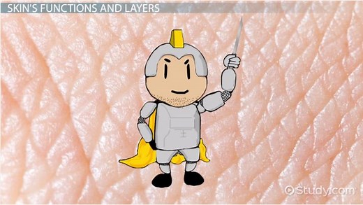 Skin Cells | Characteristics, Functions & Types