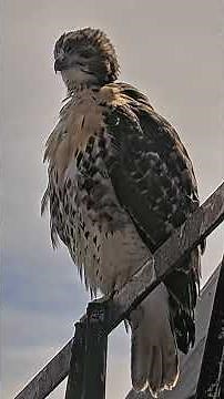 Red-tailed Hawk Chick O2 Takes In The Morning Atop Light Tower
