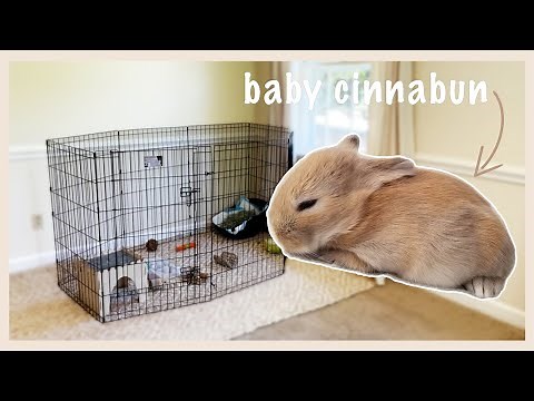 What You NEED When You Bring Home a Rabbit
