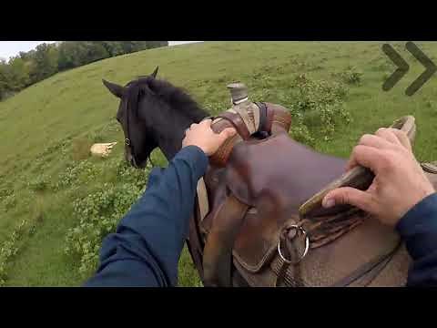 Gregorys Ranch Cattle Catching Montage