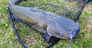 Jug Fishing Guide: Jug Line Rigging, Tips, Techniques & More