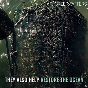 These floating farms grow shellfish and seaweed in the ocean. | Green Matters