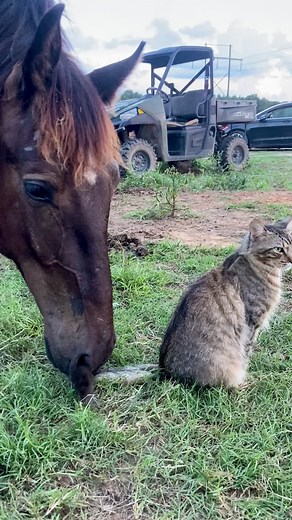 2.1M views · 10K reactions | Swiper no swiping! | Rocking R Ranch and Rescue, Inc. | Facebook