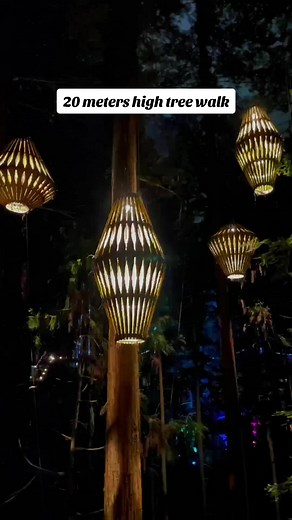 Rotorua Redwood Treewalk: Day & Night Adventures