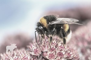 How To Get Rid Of A Bumble Bee Nest In The Ground? — Forest Wildlife