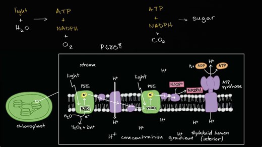Conceptual overview of light dependent reactions