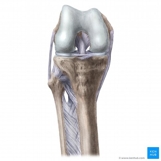 Knee joint