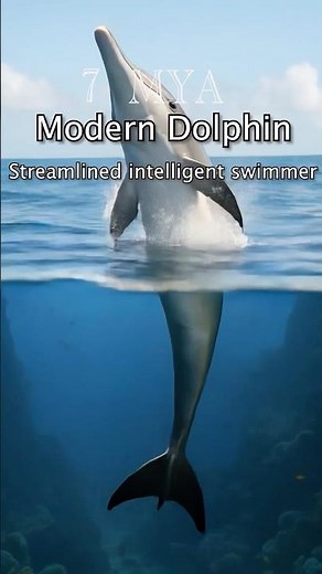 Evolution of Dolphins! In 60 seconds
