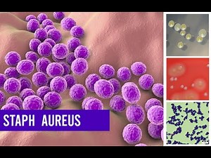 Staphylococcus Aureus Bacteria ( Complete Overview )