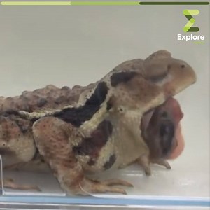 31K views · 250 reactions | Manger un coléoptère bombardier ?...