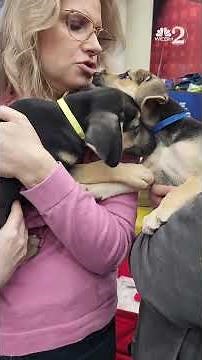 8 puppies available to adopt at SCPA of Brevard