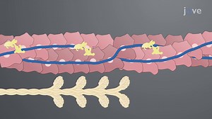 Video: Actin and Myosin in Muscle Contraction