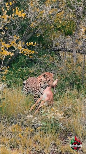 Leopard Carries Its Prey After a Successful Hunt in the Wild