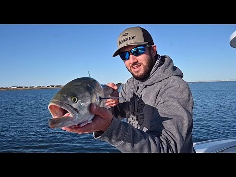 Best Bluefish Fishing Tips