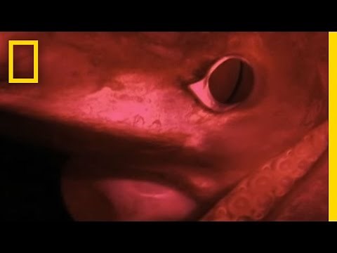 Meet the Red Devil | National Geographic