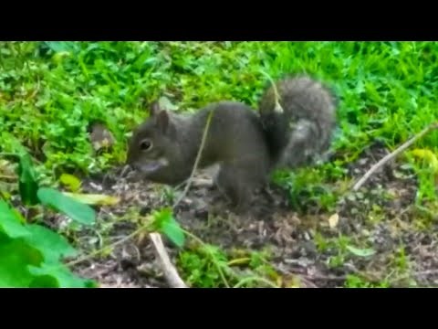 How I STOP Squirrels From Eating Your Vegetables