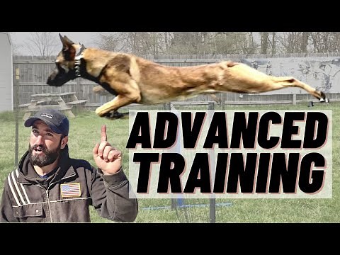ADVANCED BELGIAN MALINOIS TRAINING! AGILITY & OBEDIENCE!