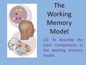 The Working Memory Model - SlideServe