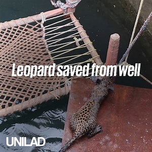 661K views · 6.5K reactions | These local workers rushed to a 5-month-old leopard's aid after he fell into a deep well  | UNILAD | Facebook