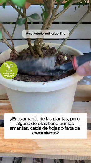 271K views · 3.5K reactions | ¿Tienes muchas plantas, pero algunas de...