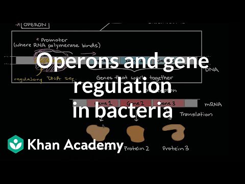 Operons and gene regulation in bacteria