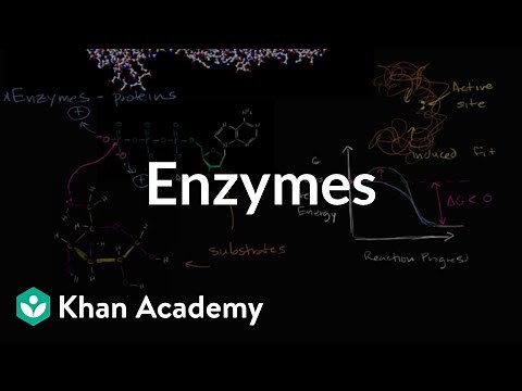 Enzymes | Energy and enzymes | Biology | Khan Academy