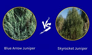 Blue Arrow Juniper vs. Skyrocket Juniper