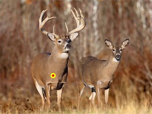 Ideal Shot Placement for Crossbow Hunting Whitetails