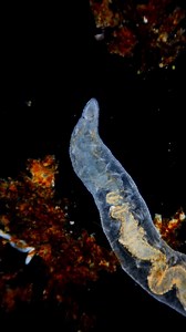 11K views · 8 comments | Freshwater annelid | Science into Images | Facebook