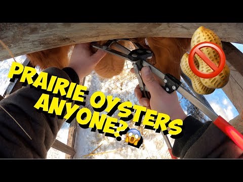 How to CASTRATE a BIG 450LB BULL Calf : Humane Castration Using a Elastrator Tool & Rubber Band!🤠
