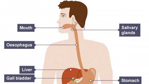 The structure of the digestive system - Nutrition, digestion and excretion - KS3 Biology - BBC Bitesize