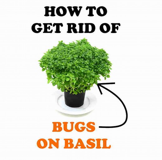 How to Get Rid of Bugs on Basil (Aphids, Beetles, Flies, Mites, and More!) | BugWiz