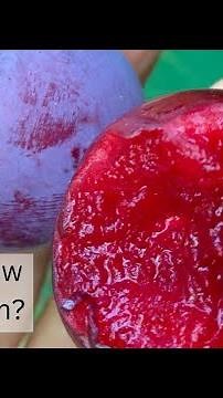 Which Low Chill Plum Trees are right for you?