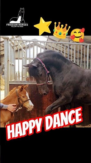 Happy Dance By The Dancing Queen👑Uniek with Rising Star⭐️ #Friesian #Horses #followtheherd