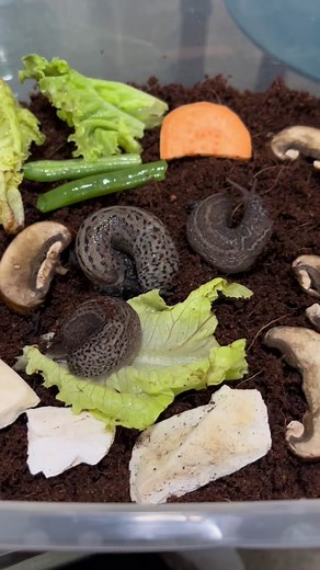 Crazy Candi on TikTok