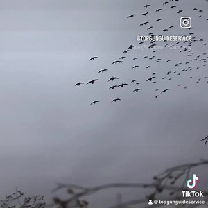 Now booking Quill Lake Saskatchewan, Devils Lake North Dakota, and Peace River Alberta. All of these are hand picked locations over 20 years of Outfitting in the USA and Canada. Join us in these Premeir Waterfowl Destinations! Call/text Matt today 507-696-0208 #waterfowl �#waterfowler �#waterfowlphotography �#waterfowlnation �#waterfowllife �#waterfowling �#waterfowlhunter �#huntersofinstagram �#huntinglife �#huntingvideo �#duckhunting �#huntingseason �#sickforit �#whatgetsyououtdoors �#outdoors