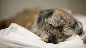 The Supervet: Noel Fitzpatrick - Series 10: Episode 2 | Channel 4