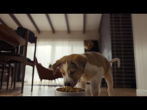 Help Your Pet Live 100% | Petco