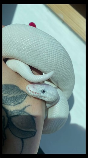 Le python regius 🐍