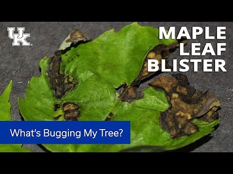 What's Bugging My Tree: Maple Leaf Blister