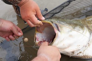 7 Best Baits for Jug Fishing – What to Use for Monster Catfish | Jack Outdoors