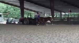 12K views · 599 reactions | What a Fancy Paint Yearling by Mechanic..... | Mechanic | Facebook