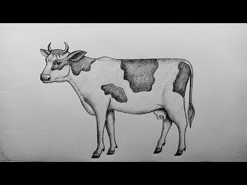 How to Draw cow easy and step by step or shading for beginners