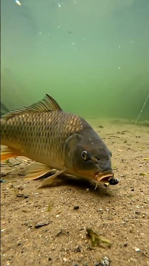 🤯 Bream CAN'T Bite This?! 🎣 Ultimate Bream-Proof Rig REVEALED! 🔥🐟